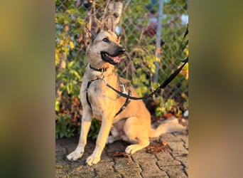 Grinder – cleverer Schäferhund-Mix sucht Zuhause