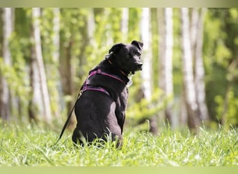 Sensible Nora sucht ruhiges Zuhause