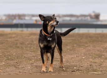 Kluge Dana sucht liebevolles Zuhause