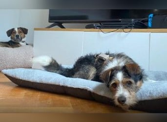 süßer, lebensfroher Düse wünscht sich aktive Menschen