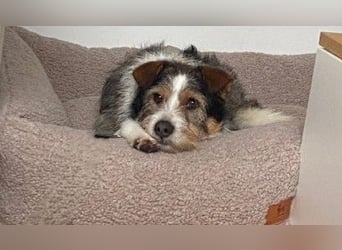 süßer, lebensfroher Düse wünscht sich aktive Menschen