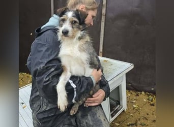 süßer, lebensfroher Düse wünscht sich aktive Menschen