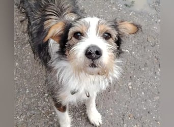 süßer, lebensfroher Düse wünscht sich aktive Menschen