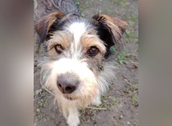 süßer, lebensfroher Düse wünscht sich aktive Menschen