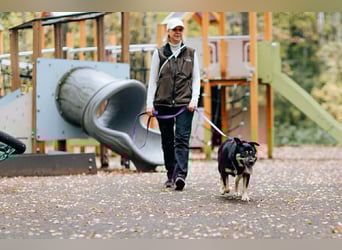 Hübsche Prada sucht ihre Menschen