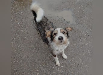 süßer, lebensfroher Düse wünscht sich aktive Menschen