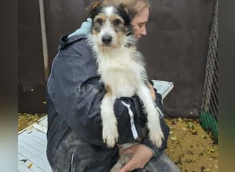 süßer, lebensfroher Düse wünscht sich aktive Menschen