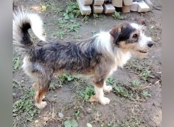 süßer, lebensfroher Düse wünscht sich aktive Menschen