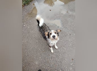 süßer, lebensfroher Düse wünscht sich aktive Menschen