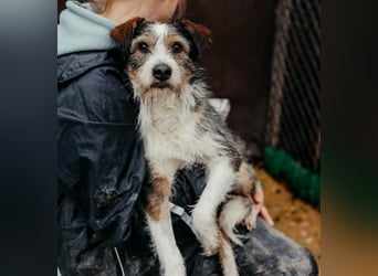 süßer, lebensfroher Düse wünscht sich aktive Menschen