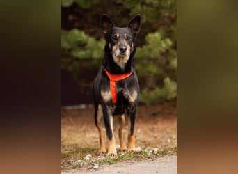 Kluge Dana sucht liebevolles Zuhause