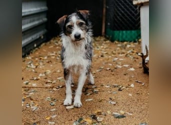 süßer, lebensfroher Düse wünscht sich aktive Menschen