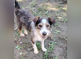 süßer, lebensfroher Düse wünscht sich aktive Menschen