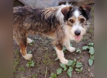 süßer, lebensfroher Düse wünscht sich aktive Menschen