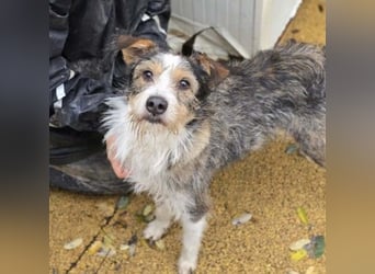 süßer, lebensfroher Düse wünscht sich aktive Menschen