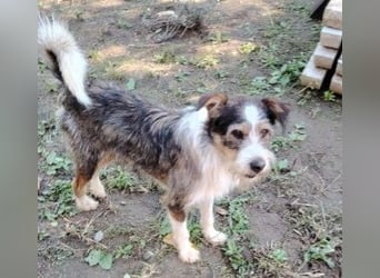 süßer, lebensfroher Düse wünscht sich aktive Menschen