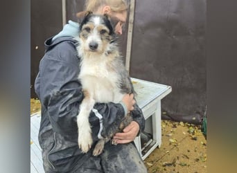 süßer, lebensfroher Düse wünscht sich aktive Menschen