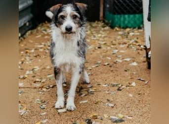 süßer, lebensfroher Düse wünscht sich aktive Menschen