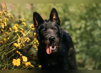 Fröhliche Ajda sucht liebevolles Zuhause