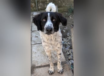 Silas, geb. ca. 10/2024, lebt in GRIECHENLAND, auf einem Gelände, auf dem die Hunde notdürftig vers