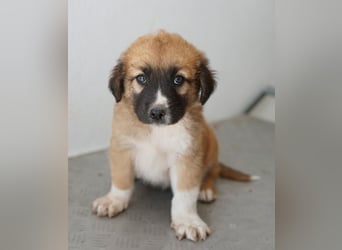 Scotch, geb. ca. 12/2025, lebt in GRIECHENLAND, im städt. Tierheim Serres