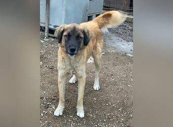 Lacasito, geb. ca. 01/2022, lebt in GRIECHENLAND, im städt. Tierheim Serres