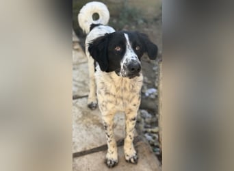 Silas, geb. ca. 10/2024, lebt in GRIECHENLAND, auf einem Gelände, auf dem die Hunde notdürftig vers