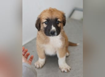 Scotch, geb. ca. 12/2025, lebt in GRIECHENLAND, im städt. Tierheim Serres