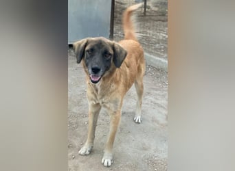 Lacasito, geb. ca. 01/2022, lebt in GRIECHENLAND, im städt. Tierheim Serres