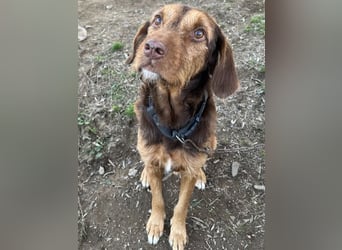 Keanu, geb. ca. 01/2022, lebt in GRIECHENLAND, auf einer privaten Pflegestelle