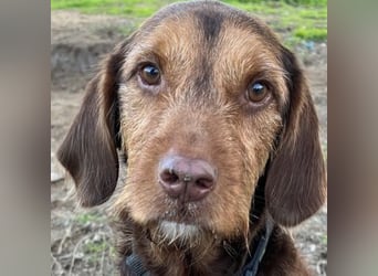 Keanu, geb. ca. 01/2022, lebt in GRIECHENLAND, auf einer privaten Pflegestelle