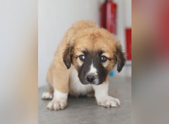 Scotch, geb. ca. 12/2025, lebt in GRIECHENLAND, im städt. Tierheim Serres