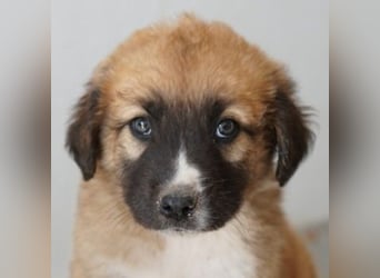 Scotch, geb. ca. 12/2025, lebt in GRIECHENLAND, im städt. Tierheim Serres