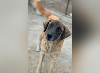 Lacasito, geb. ca. 01/2022, lebt in GRIECHENLAND, im städt. Tierheim Serres