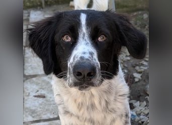 Silas, geb. ca. 10/2024, lebt in GRIECHENLAND, auf einem Gelände, auf dem die Hunde notdürftig vers