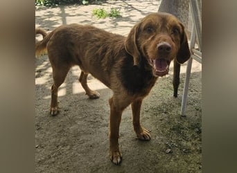 Keanu, geb. ca. 01/2022, lebt in GRIECHENLAND, auf einer privaten Pflegestelle