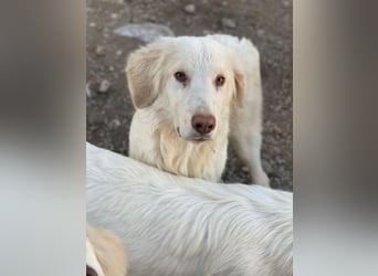 Batimo, geb. ca. 02/2025, lebt in GRIECHENLAND, im städt. Tierheim Serres