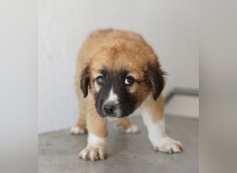 Scotch, geb. ca. 12/2025, lebt in GRIECHENLAND, im städt. Tierheim Serres