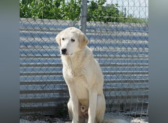 Navid, geb. ca. 04/2025, lebt in GRIECHENLAND, im städt. Tierheim Serres