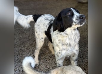 Silas, geb. ca. 10/2024, lebt in GRIECHENLAND, auf einem Gelände, auf dem die Hunde notdürftig vers