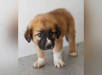 Scotch, geb. ca. 12/2025, lebt in GRIECHENLAND, im städt. Tierheim Serres