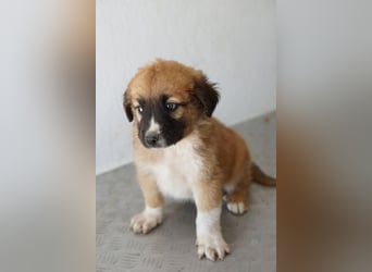 Scotch, geb. ca. 12/2025, lebt in GRIECHENLAND, im städt. Tierheim Serres