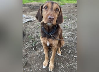 Keanu, geb. ca. 01/2022, lebt in GRIECHENLAND, auf einer privaten Pflegestelle