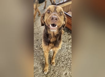 Keanu, geb. ca. 01/2022, lebt in GRIECHENLAND, auf einer privaten Pflegestelle