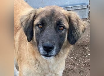 Lacasito, geb. ca. 01/2022, lebt in GRIECHENLAND, im städt. Tierheim Serres