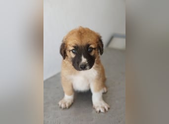 Scotch, geb. ca. 12/2025, lebt in GRIECHENLAND, im städt. Tierheim Serres