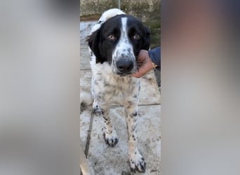 Silas, geb. ca. 10/2024, lebt in GRIECHENLAND, auf einem Gelände, auf dem die Hunde notdürftig vers