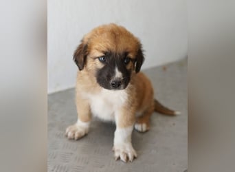 Scotch, geb. ca. 12/2025, lebt in GRIECHENLAND, im städt. Tierheim Serres