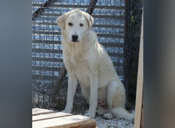 Navid, geb. ca. 04/2025, lebt in GRIECHENLAND, im städt. Tierheim Serres