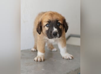 Scotch, geb. ca. 12/2025, lebt in GRIECHENLAND, im städt. Tierheim Serres